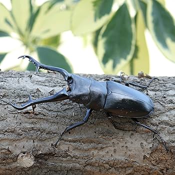 Amazon | 【BIG HORN】ギラファノコギリクワガタ105ミリ成虫ペア